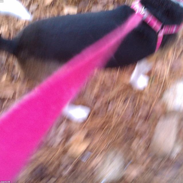 Maspion Tali Anjing Vintage Hitam